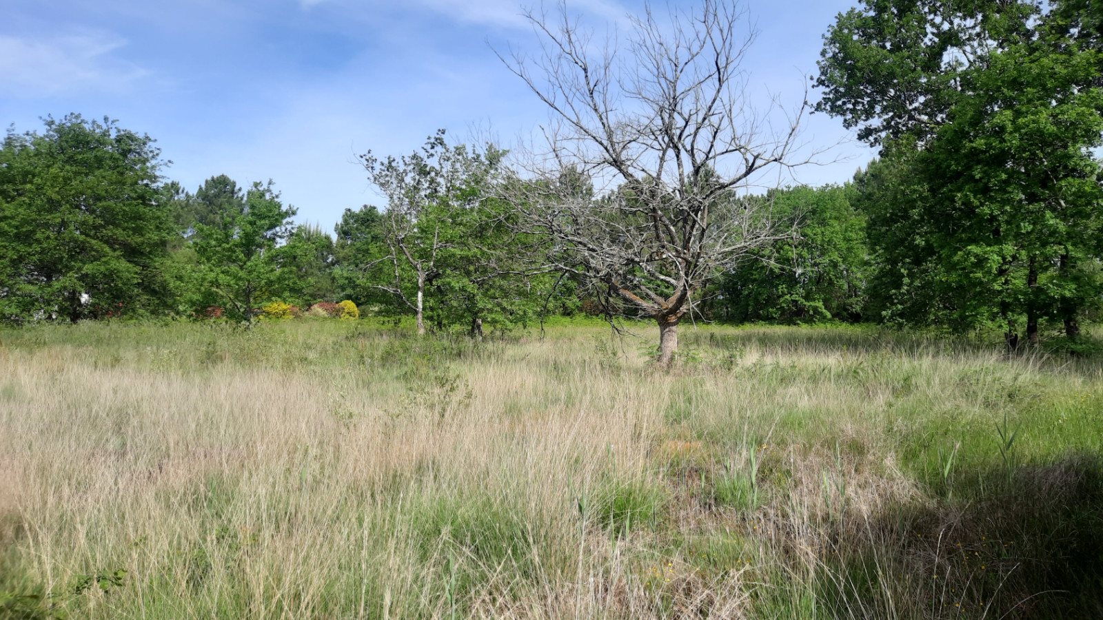 Terrain constructible de 738m2 à Vayres