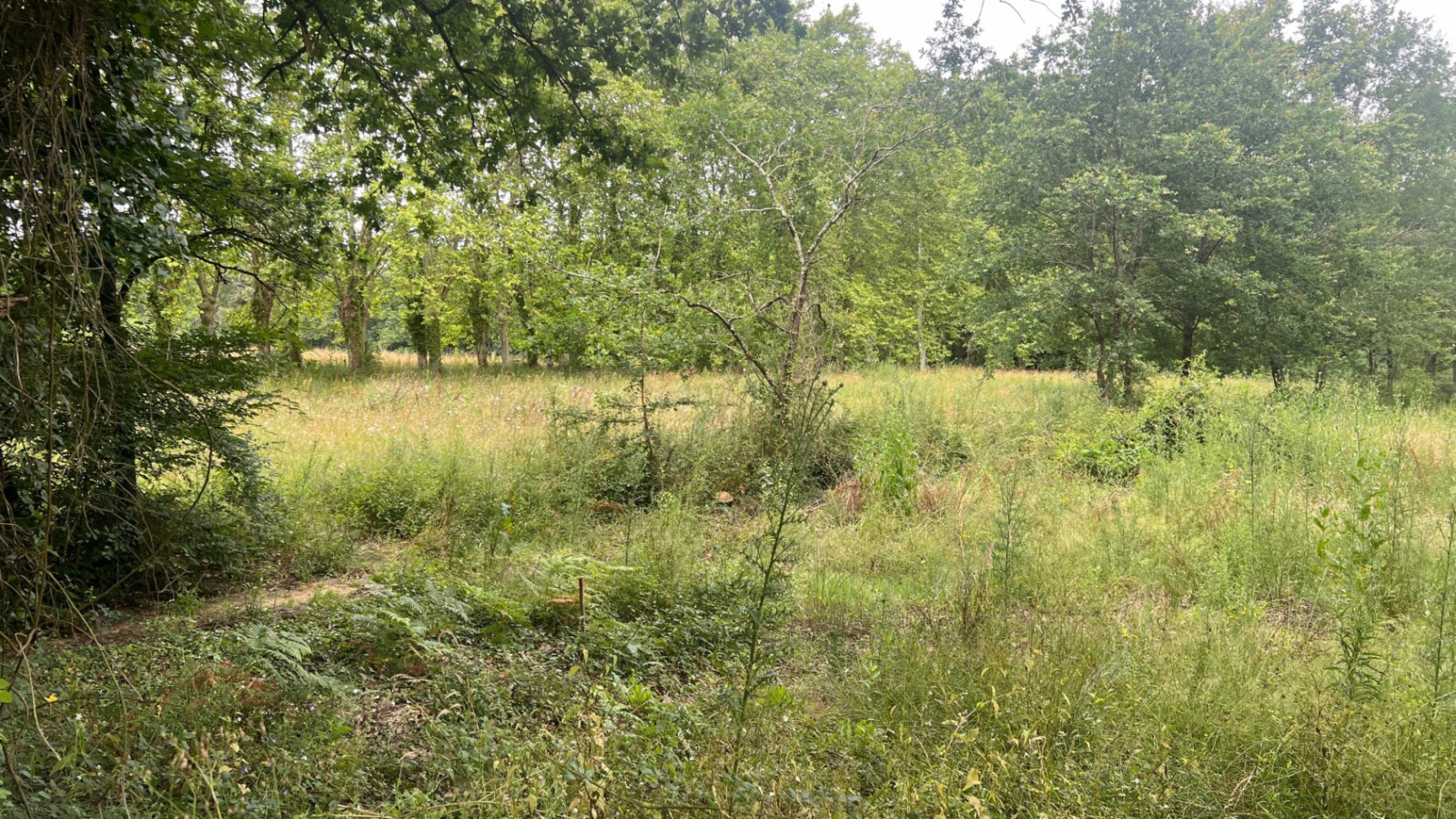 Terrain constructible de 1550m2 à Arsac